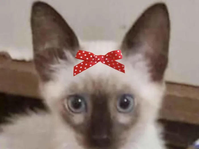 Gato ra a Siamesa  idade 2 a 6 meses nome Jade 