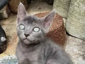 Gato raça Srd idade Abaixo de 2 meses nome Nando