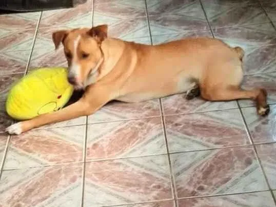 Cachorro ra a SRD idade 7 a 11 meses nome  Dudu