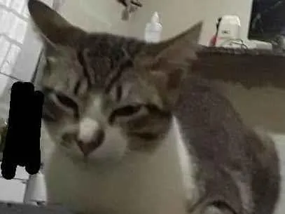 Gato ra a Não sei  idade 2 a 6 meses nome Não tem