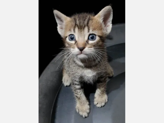 Gato ra a SRD-ViraLata idade 2 a 6 meses nome Simba