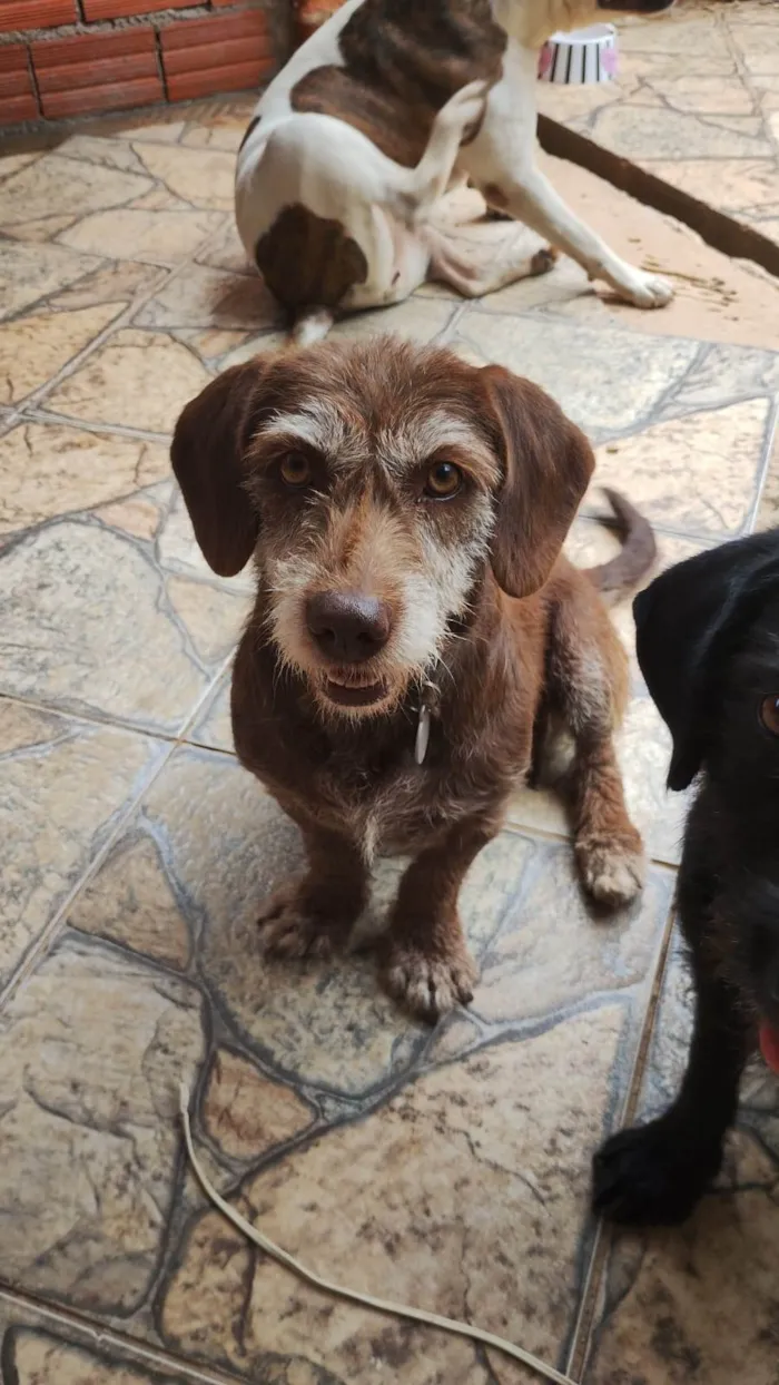 Cachorro ra a SRD idade 2 anos nome MEL