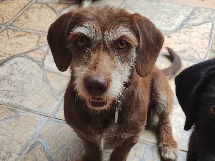 Cachorro ra a SRD idade 2 anos nome MEL