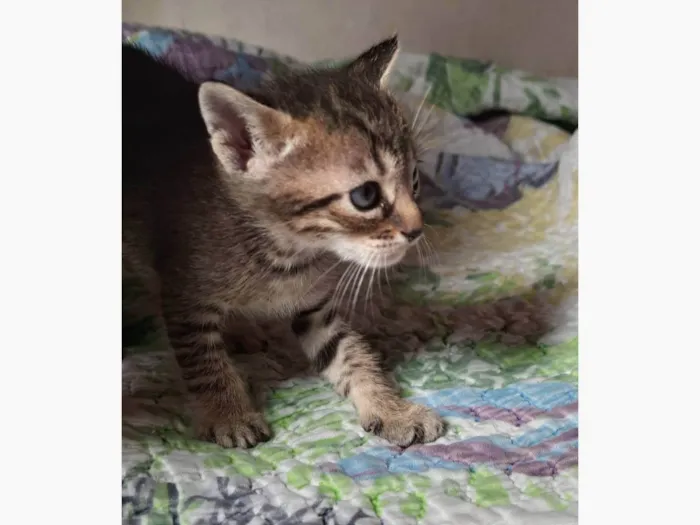 Gato ra a SRD-ViraLata idade 2 a 6 meses nome Simba