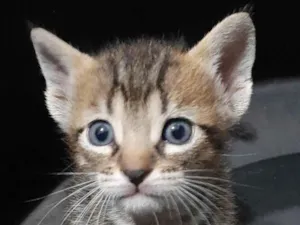 Gato raça SRD-ViraLata idade 2 a 6 meses nome Simba