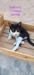 Frajolas