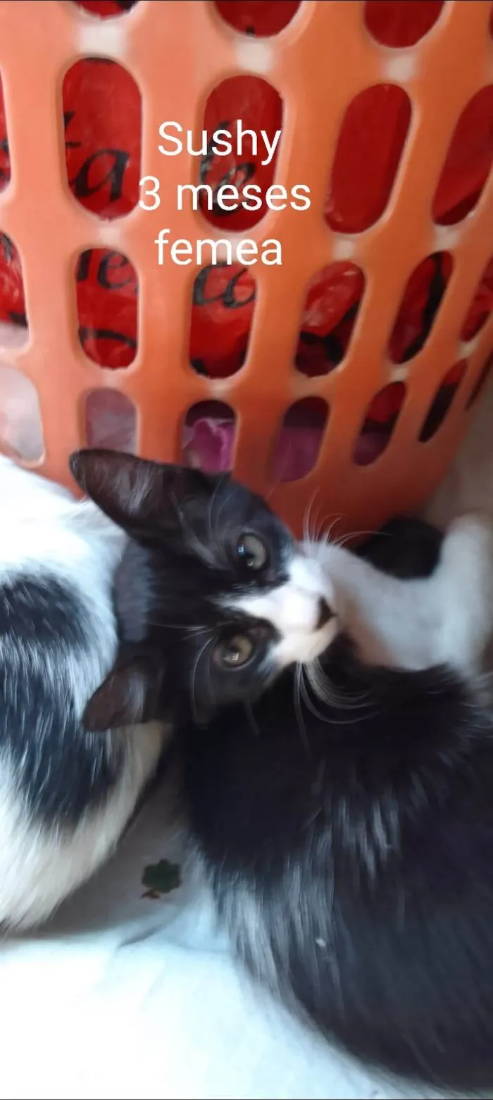 Gato ra a SRD-ViraLata idade 2 a 6 meses nome Frajolas 