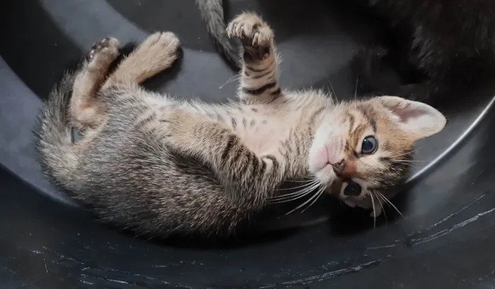 Gato ra a SRD-ViraLata idade 2 a 6 meses nome Leo