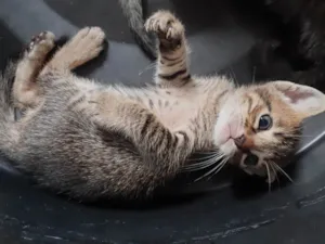 Gato raça SRD-ViraLata idade 2 a 6 meses nome Leo