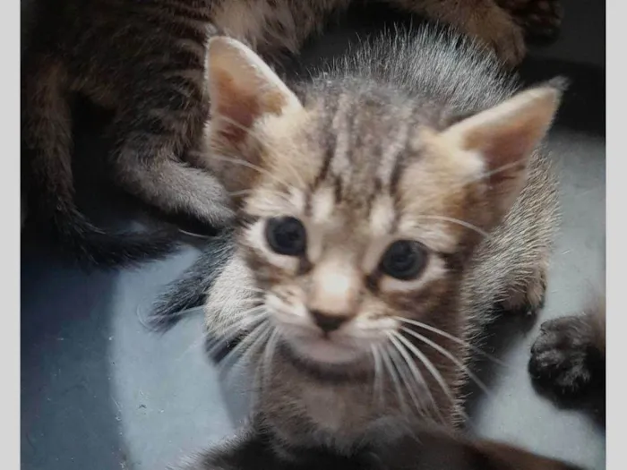 Gato ra a SRD-ViraLata idade 2 a 6 meses nome Leo