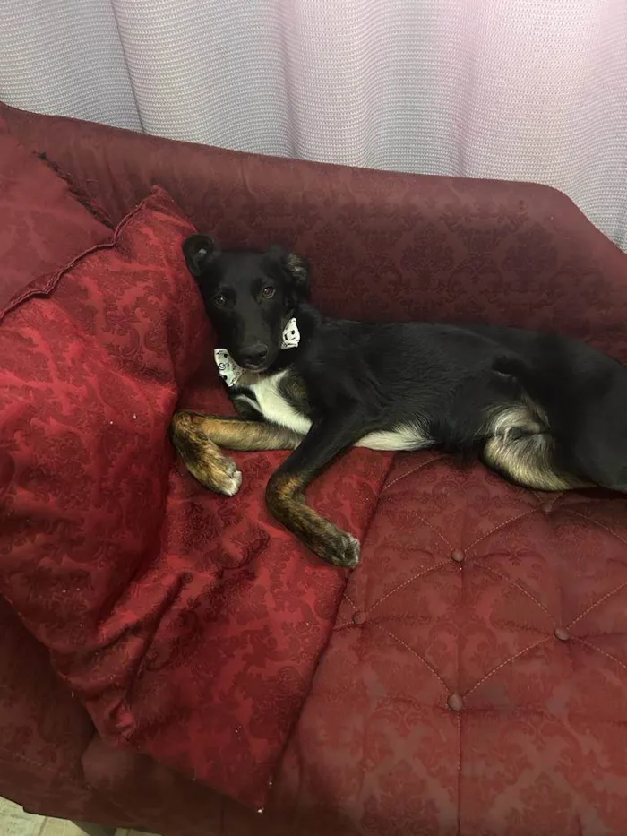 Cachorro ra a SRD-ViraLata idade 2 a 6 meses nome ARTHUR