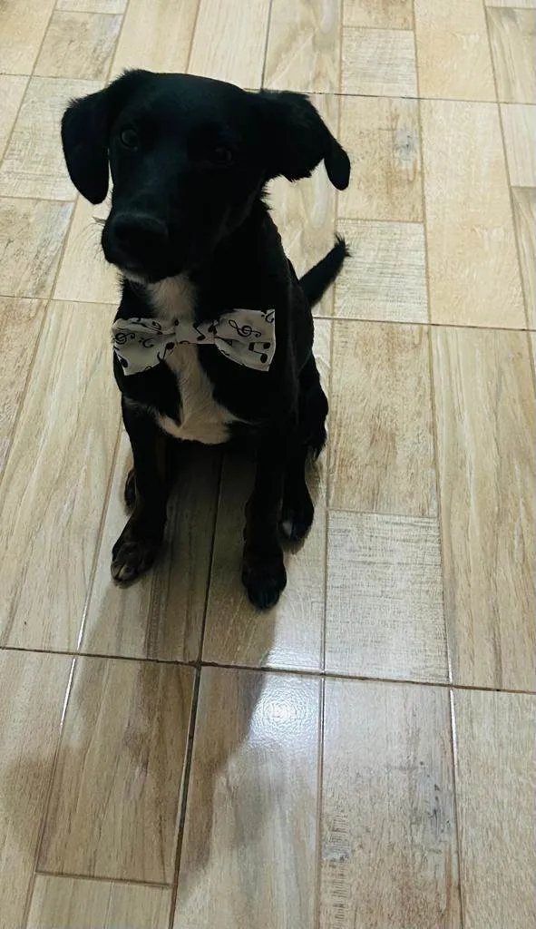 Cachorro ra a SRD-ViraLata idade 2 a 6 meses nome ARTHUR