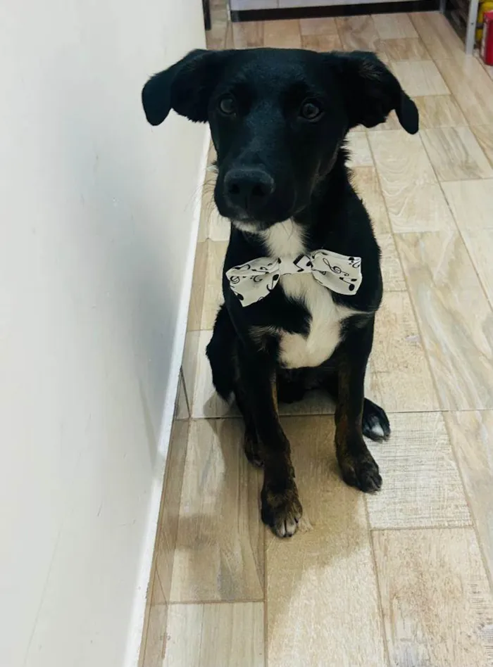 Cachorro ra a SRD-ViraLata idade 2 a 6 meses nome ARTHUR