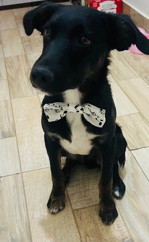 Cachorro ra a SRD-ViraLata idade 2 a 6 meses nome ARTHUR