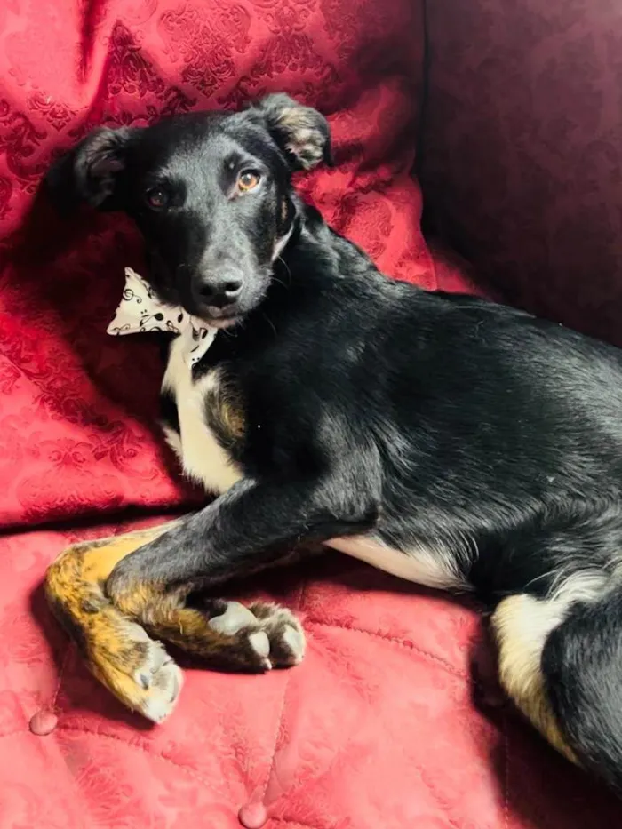Cachorro ra a SRD-ViraLata idade 2 a 6 meses nome ARTHUR