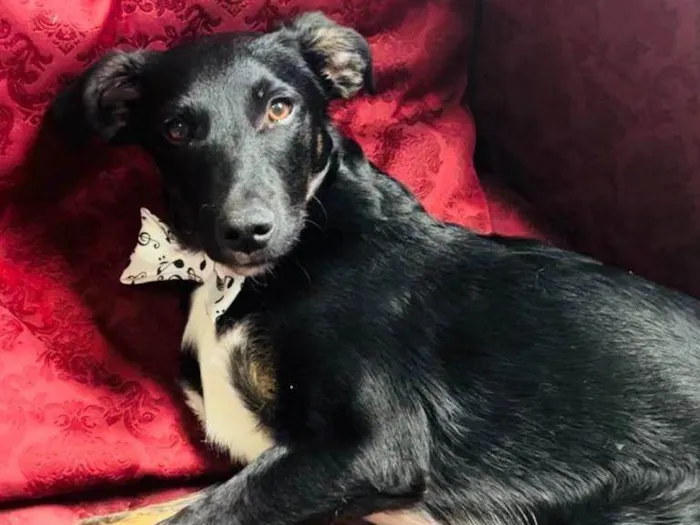 Cachorro ra a SRD-ViraLata idade 2 a 6 meses nome ARTHUR