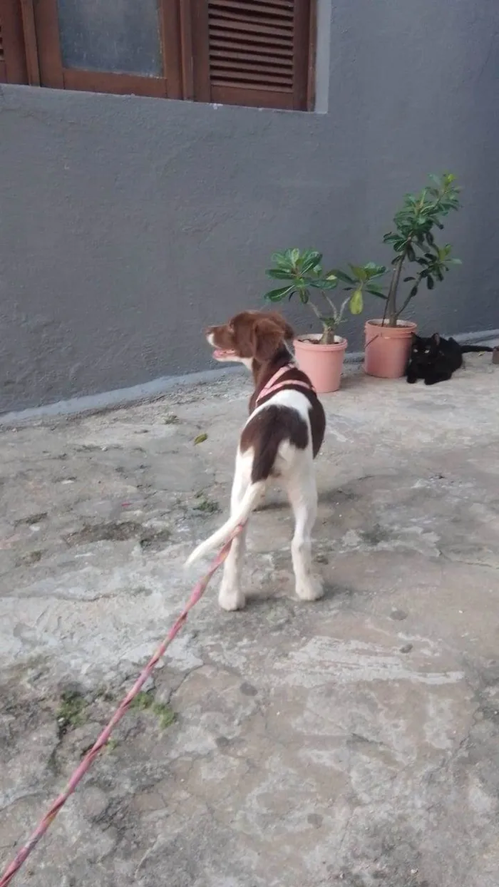 Cachorro ra a SRD-ViraLata idade 2 a 6 meses nome Flora