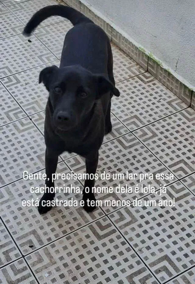 Cachorro ra a SRD-ViraLata idade 1 ano nome Lola