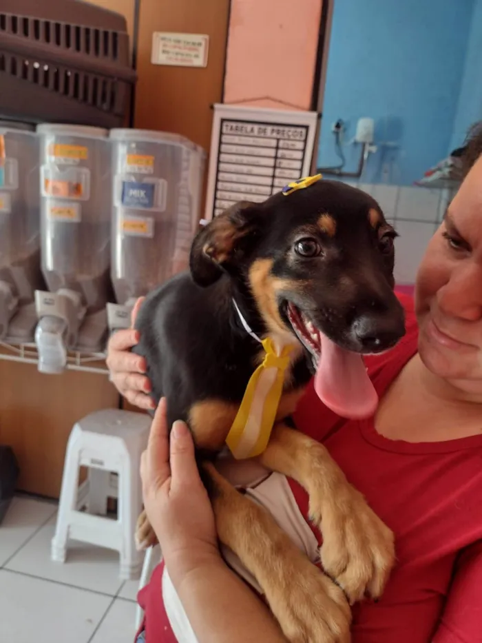 Cachorro ra a Vira lata idade 2 a 6 meses nome Thor