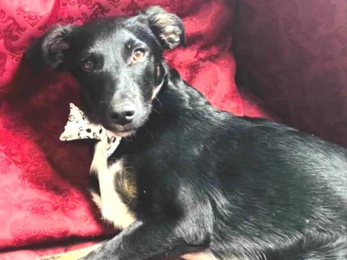 Cachorro ra a SRD-ViraLata idade 2 a 6 meses nome ARTHUR
