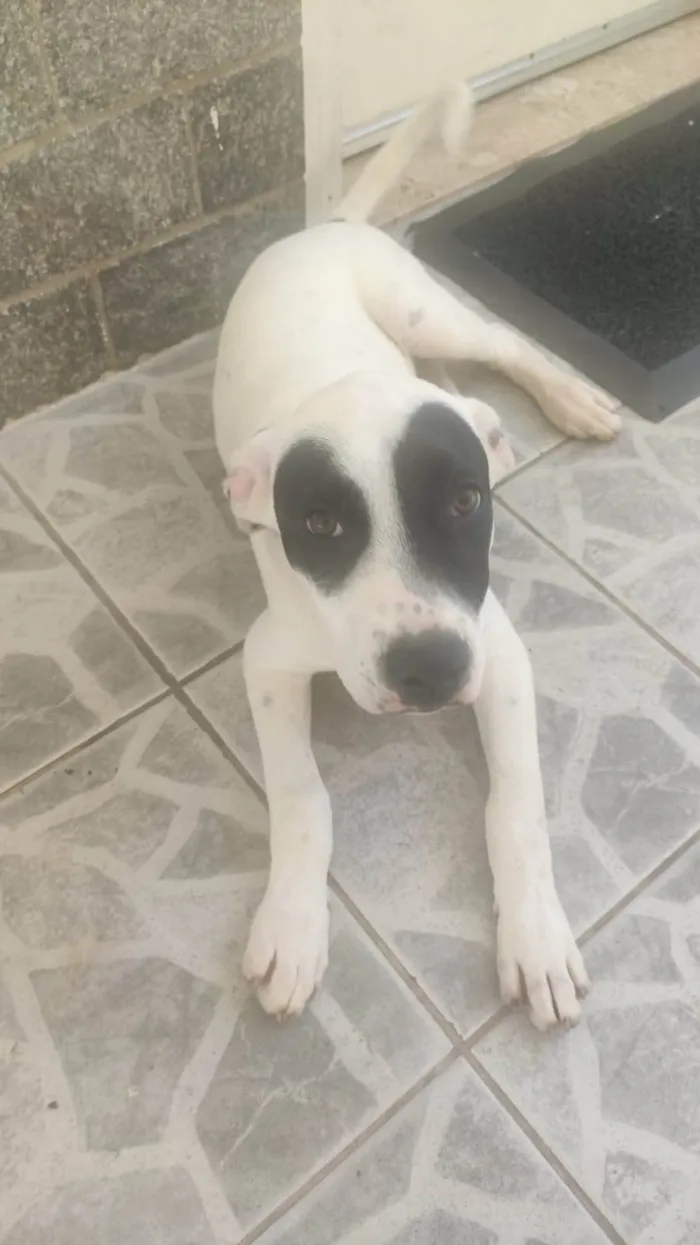 Cachorro ra a SRD-ViraLata idade 2 a 6 meses nome ***ADOÇÃO*** BRUCE ESTÁ PRECISANDO DE UM LAR... :( ENCONTRADO NA RUA 