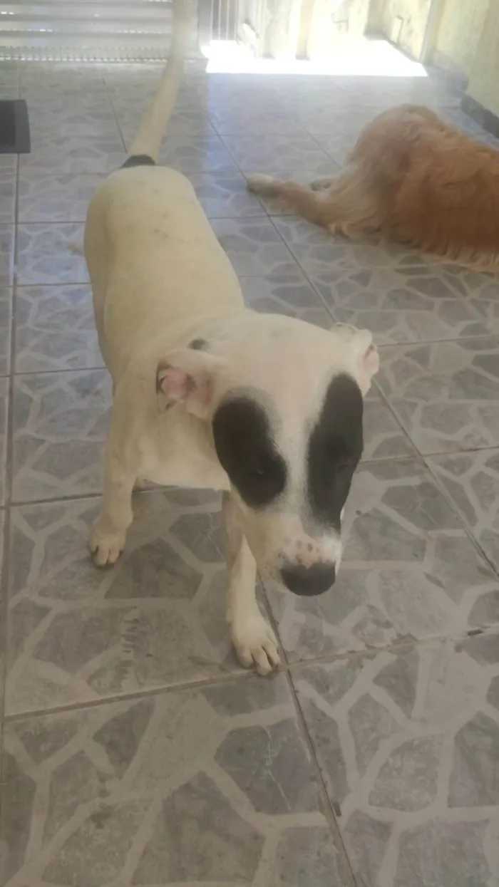 Cachorro ra a SRD-ViraLata idade 2 a 6 meses nome ***ADOÇÃO*** BRUCE ESTÁ PRECISANDO DE UM LAR... :( ENCONTRADO NA RUA 