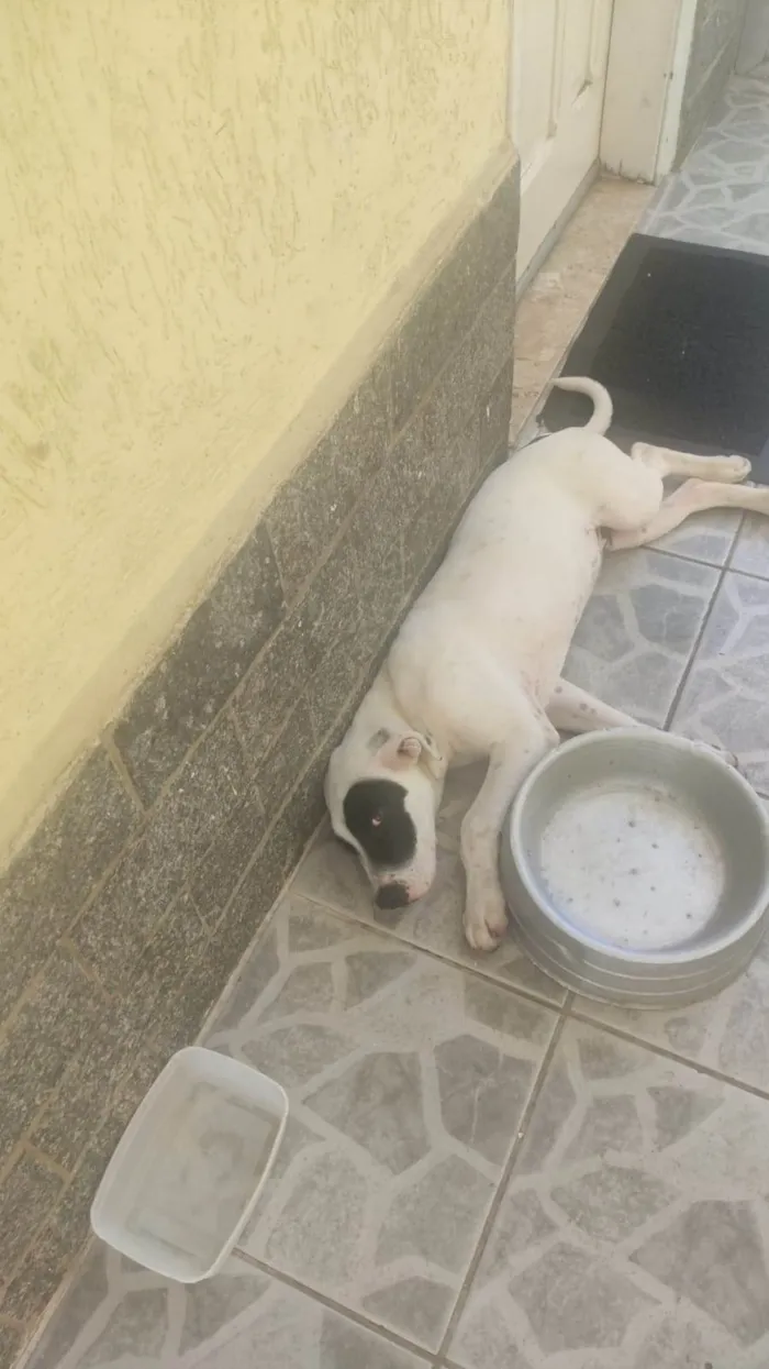 Cachorro ra a SRD-ViraLata idade 2 a 6 meses nome ***ADOÇÃO*** BRUCE ESTÁ PRECISANDO DE UM LAR... :( ENCONTRADO NA RUA 