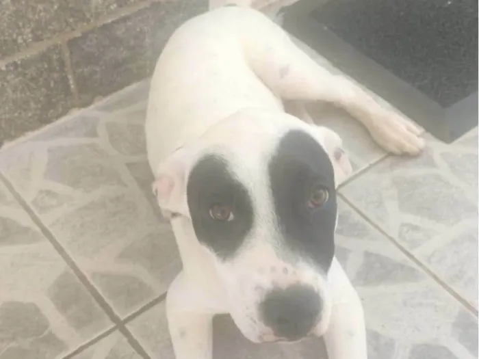 Cachorro ra a SRD-ViraLata idade 2 a 6 meses nome ***ADOÇÃO*** BRUCE ESTÁ PRECISANDO DE UM LAR... :( ENCONTRADO NA RUA 