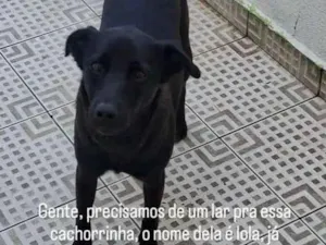 Cachorro raça SRD-ViraLata idade 1 ano nome Lola