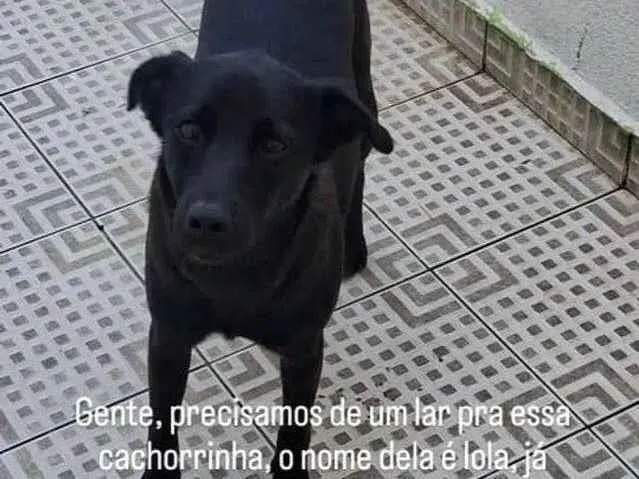 Cachorro ra a SRD-ViraLata idade 1 ano nome Lola