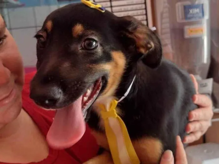 Cachorro ra a Vira lata idade 2 a 6 meses nome Thor