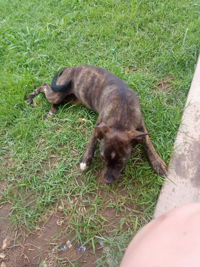 Cachorro ra a SRD-ViraLata idade 7 a 11 meses nome Não tem