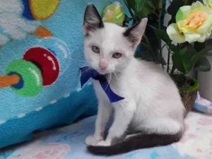 Gato raça SRD-Vira Lata idade 2 a 6 meses nome Sem nome