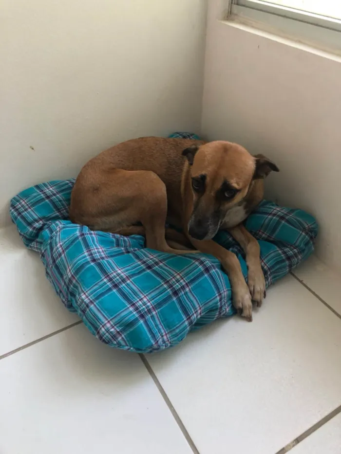 Cachorro ra a SRD-ViraLata idade 4 anos nome Mel