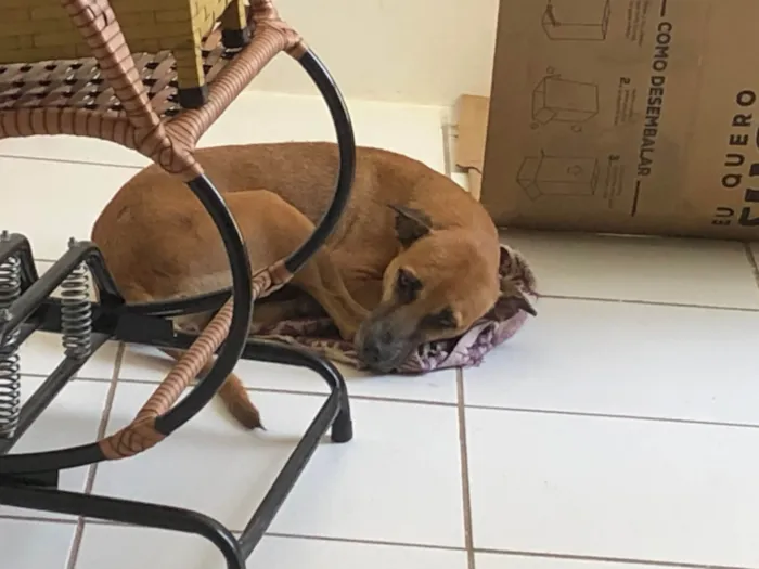 Cachorro ra a SRD-ViraLata idade 4 anos nome Mel