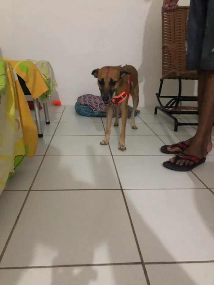 Cachorro ra a SRD-ViraLata idade 4 anos nome Mel