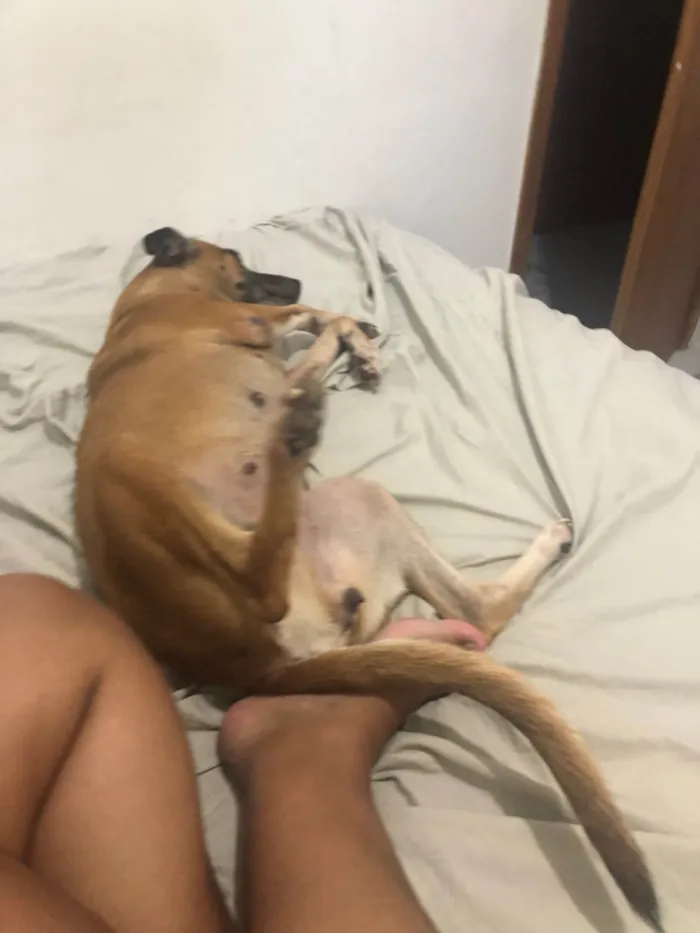 Cachorro ra a SRD-ViraLata idade 4 anos nome Mel