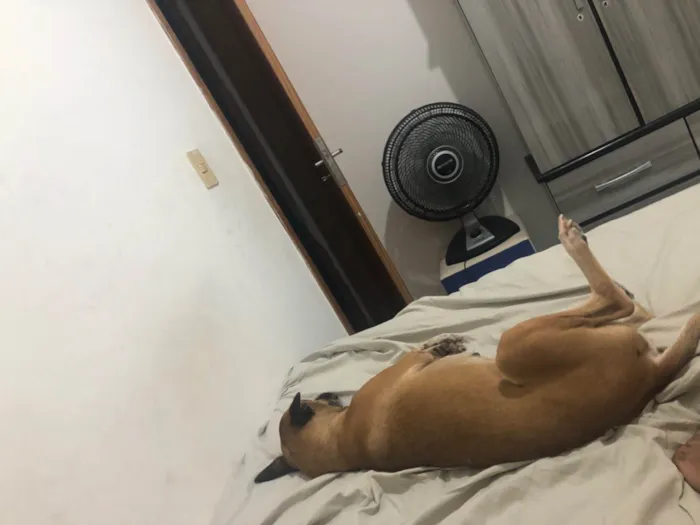 Cachorro ra a SRD-ViraLata idade 4 anos nome Mel