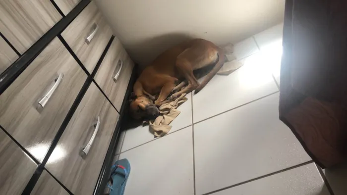 Cachorro ra a SRD-ViraLata idade 4 anos nome Mel