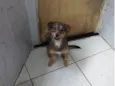 PITICO