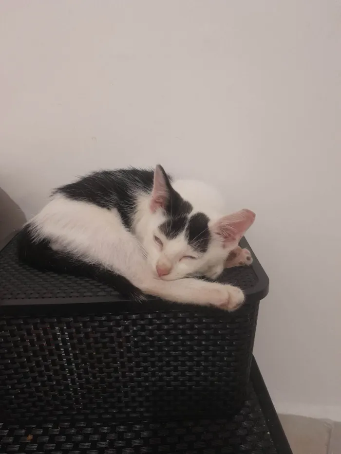 Gato ra a SRD-Vira Lata idade 2 a 6 meses nome Sem nome