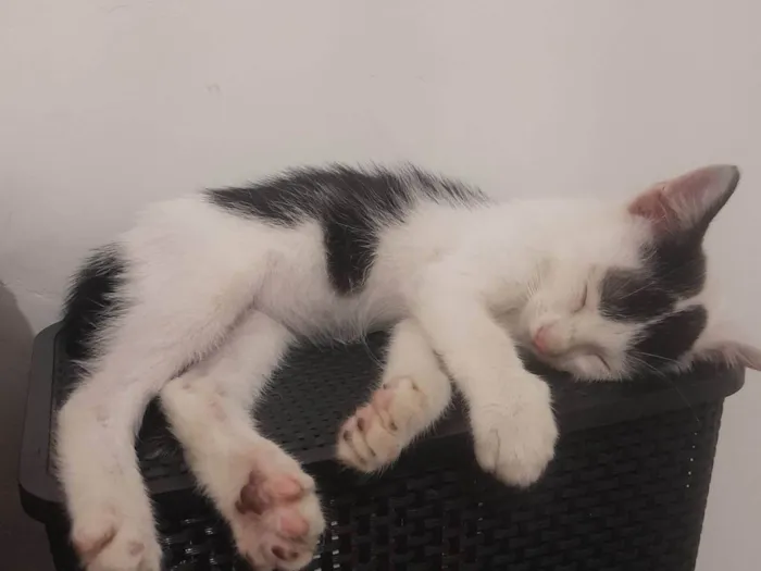Gato ra a Castrado idade 2 a 6 meses nome Nino