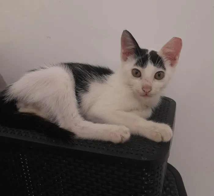 Gato ra a Castrado idade 2 a 6 meses nome Nino