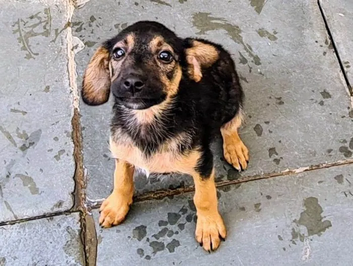 Gato ra a SRD-Vira Lata idade 2 a 6 meses nome Sem nome