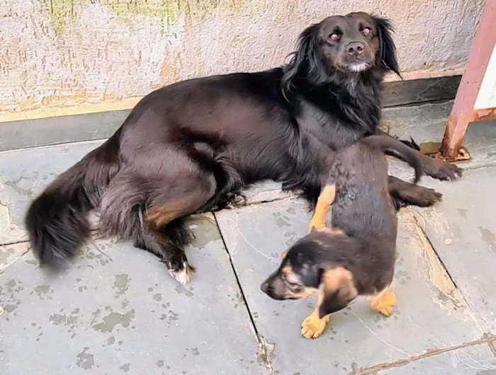 Gato ra a SRD-Vira Lata idade 2 a 6 meses nome Sem nome