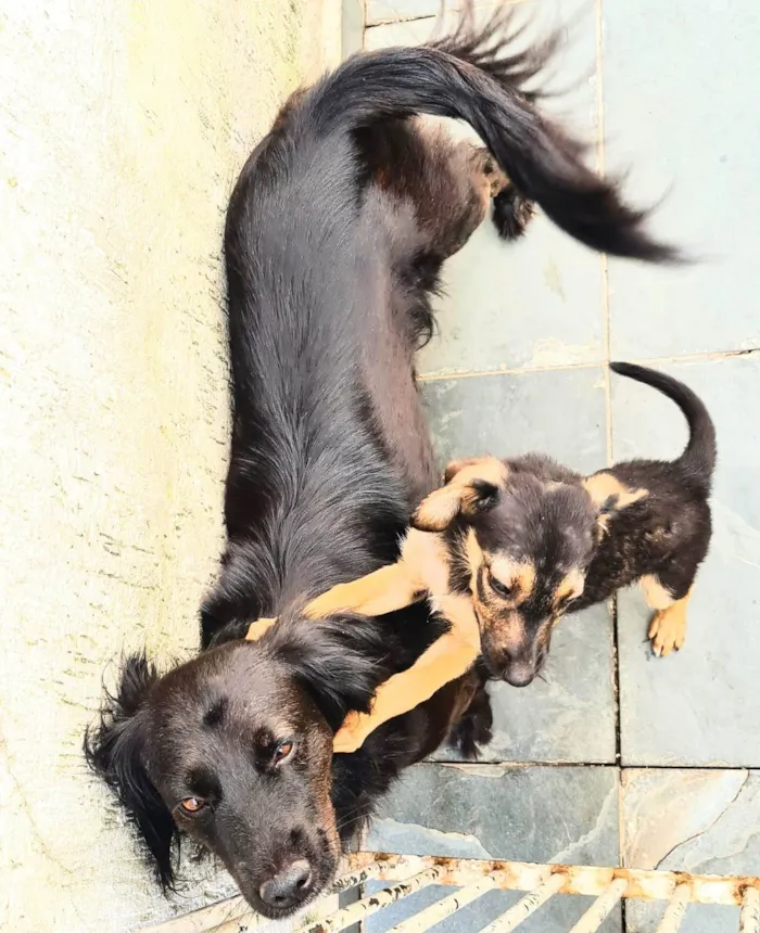 Gato ra a SRD-Vira Lata idade 2 a 6 meses nome Sem nome