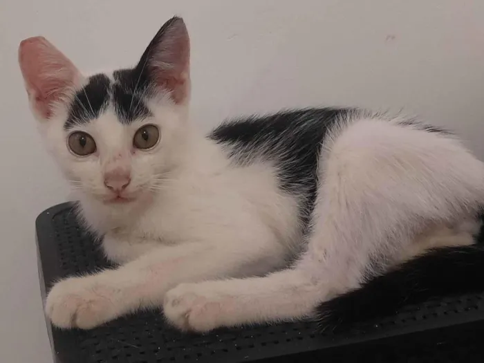 Gato ra a Castrado idade 2 a 6 meses nome Nino