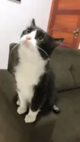 Pipoca