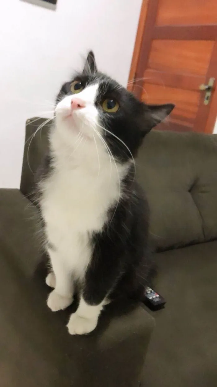Gato ra a SRD-ViraLata idade 3 anos nome Pipoca