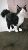 Pipoca